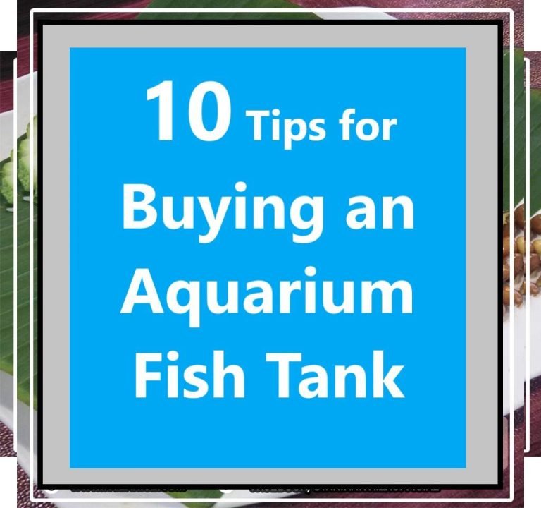 10 Tips for Buying an Aquarium Fish Tank