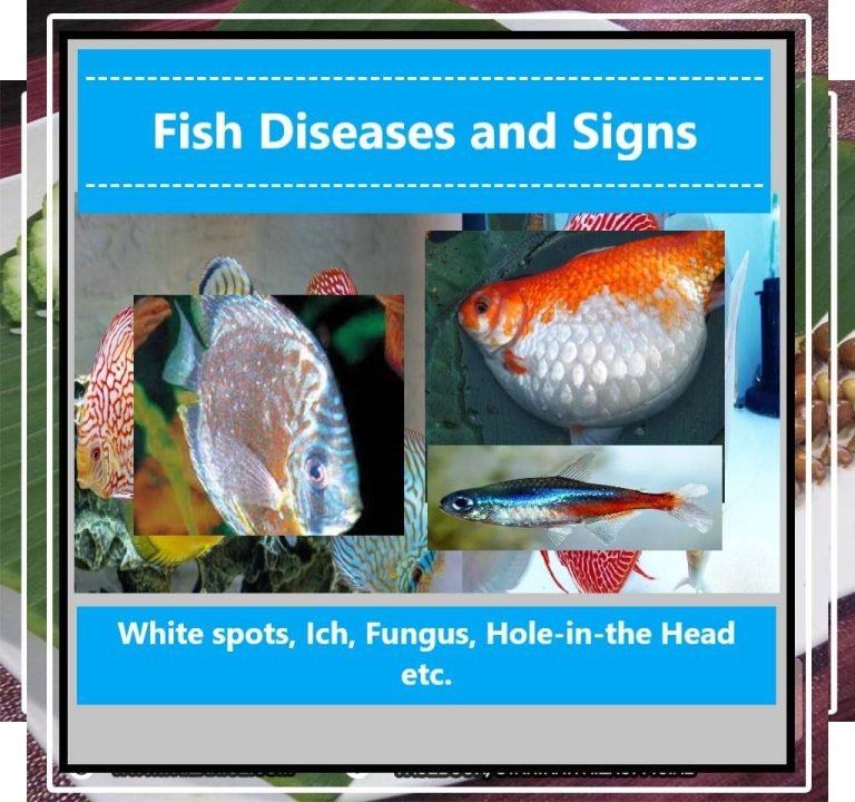 Fish Diseases and Signs