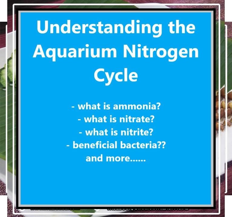 Understanding the Aquarium Nitrogen Cycle